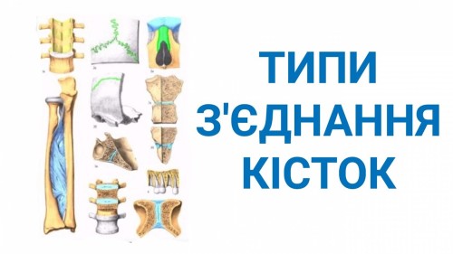 Відіотека.